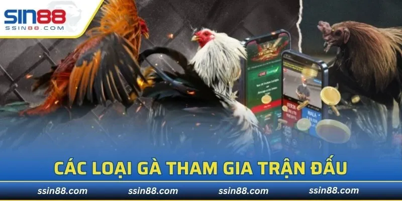 Các hình thức chơi thú vị