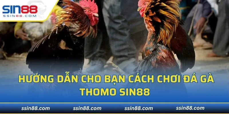 Hướng dẫn cho bạn cách chơi đá gà Thomo SIN88