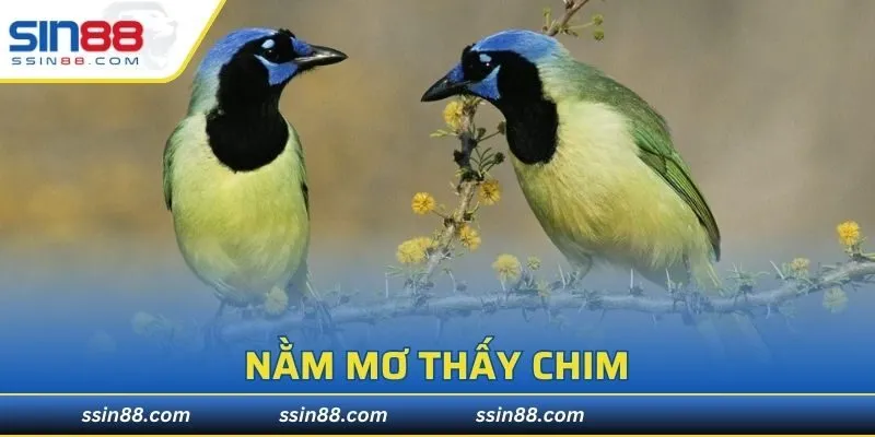Nằm Mơ Thấy Chim