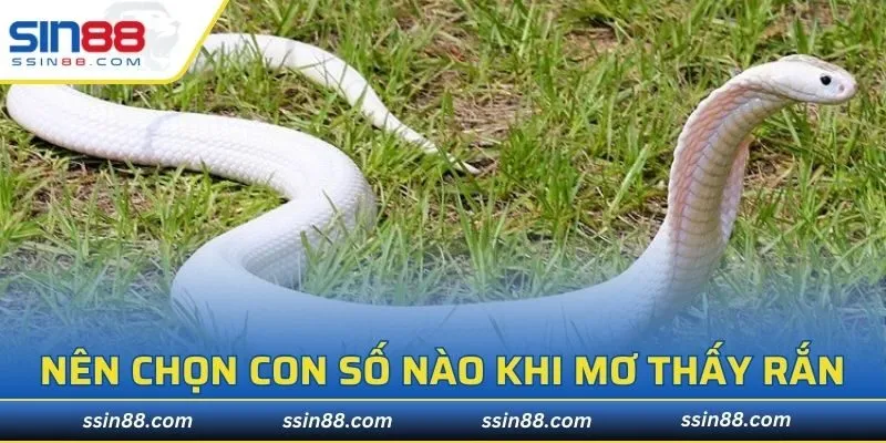 Nên chọn con số may mắn nào khi mơ thấy rắn